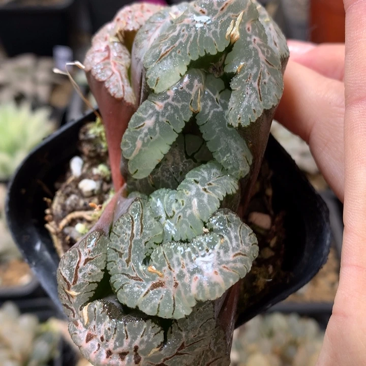 黑武泰带盆土发货