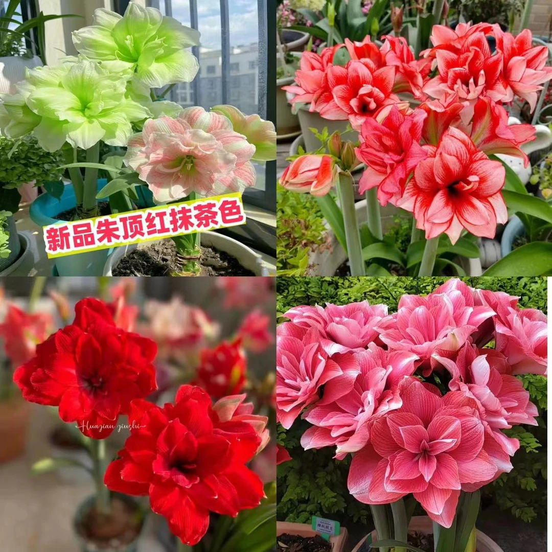 买三送一当年开花[1件是1颗4-5厘米]朱顶红种球浓香型重瓣大花