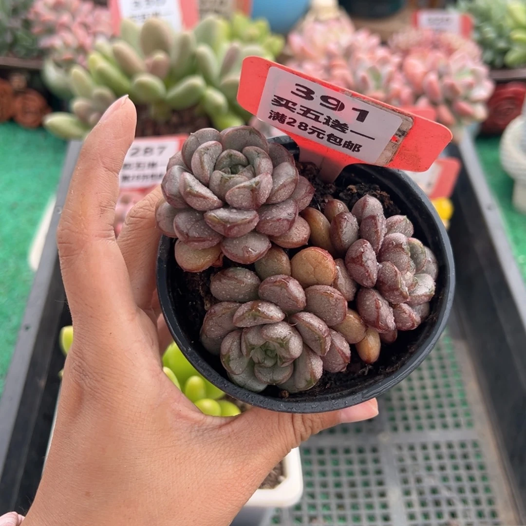 表妹精品多肉植物391.