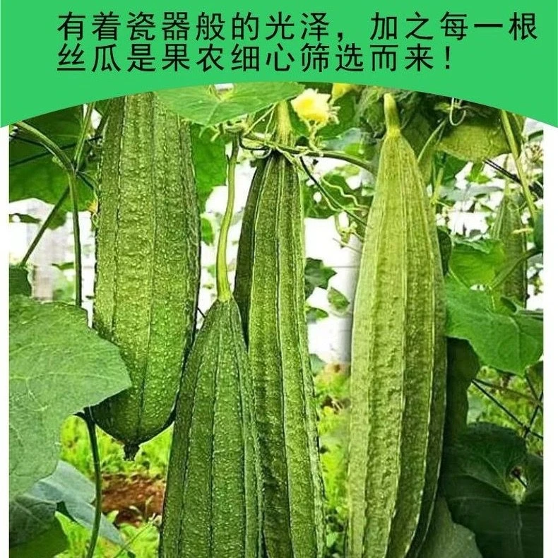 【大肉丝瓜】广西新鲜棱角丝瓜八角丝瓜现摘花点大肉丝瓜清甜农家