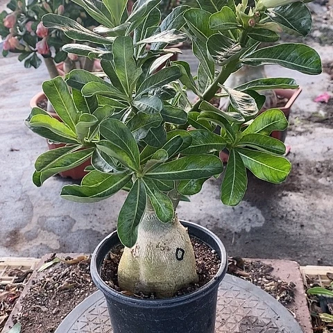 【闪购商品】无花朵红*