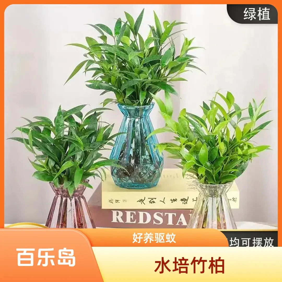 【水培驱蚊竹柏】水养盆栽绿植水培花卉客厅办公好养四季常青
