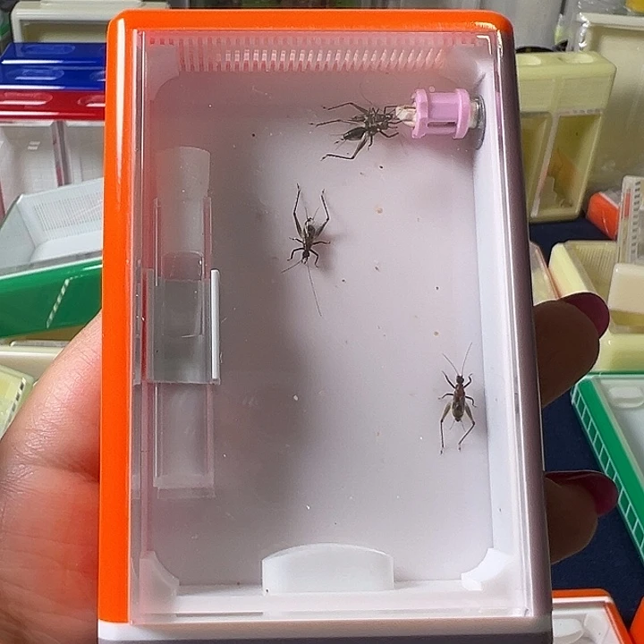 蟋蟀无虫哈哈哈哈哈哈哈哈哈
