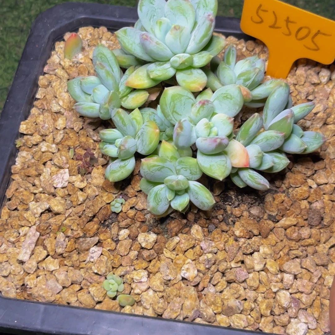 曦***曦52505下午多肉植物群生