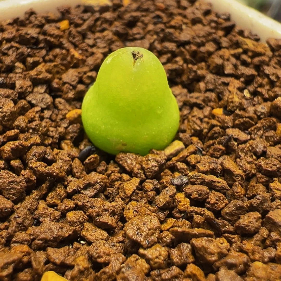 175多肉植物种类多样