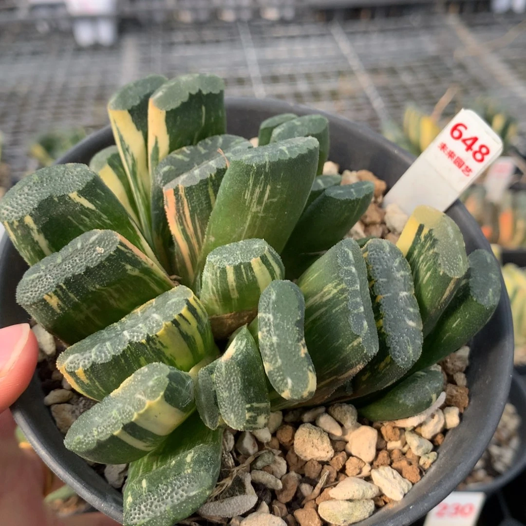 648赤班多肉植物十二卷