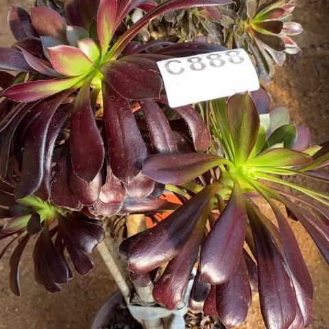 888两颗法师断枝不包