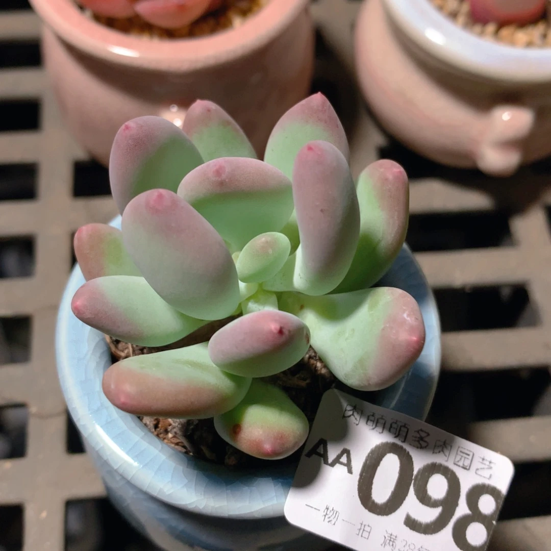 无花朵肉萌萌5cm拇指盆精控多肉AA098
