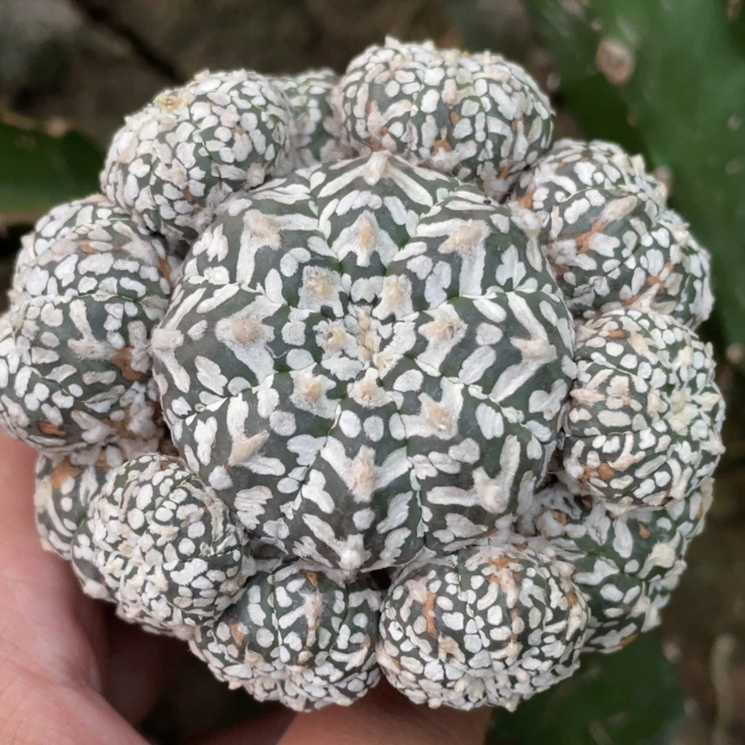 全部花朵手捧花 V字兜群体 仙人球