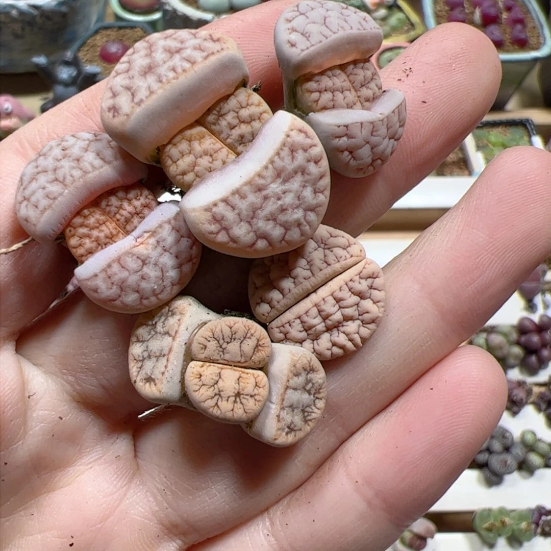【闪购商品】69 荒