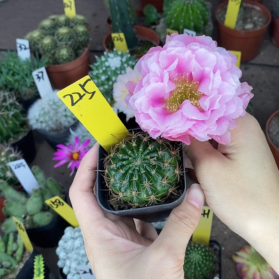 夏***凉牡丹丽花仙人球球