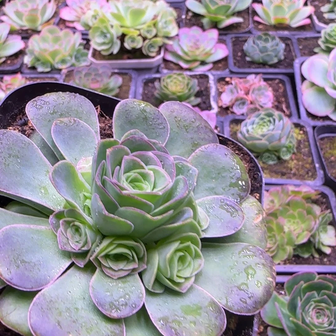 9厘米紫粉色山地玫瑰玫瑰1242424243