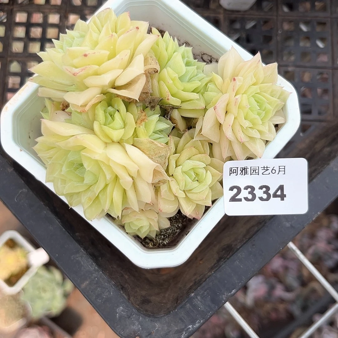 阿雅园艺。   2334白天鹅