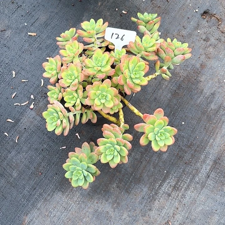 多肉植物，香格里拉126号