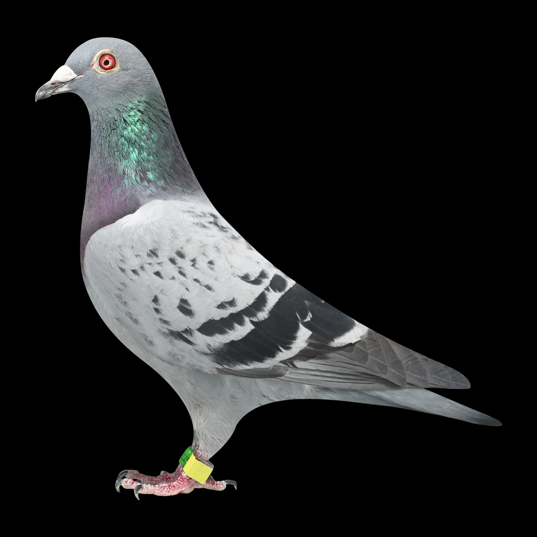 现杀老鸽子成绩鸽瓦灰信鸽成绩天落鸽子归巢鸽子可炖汤