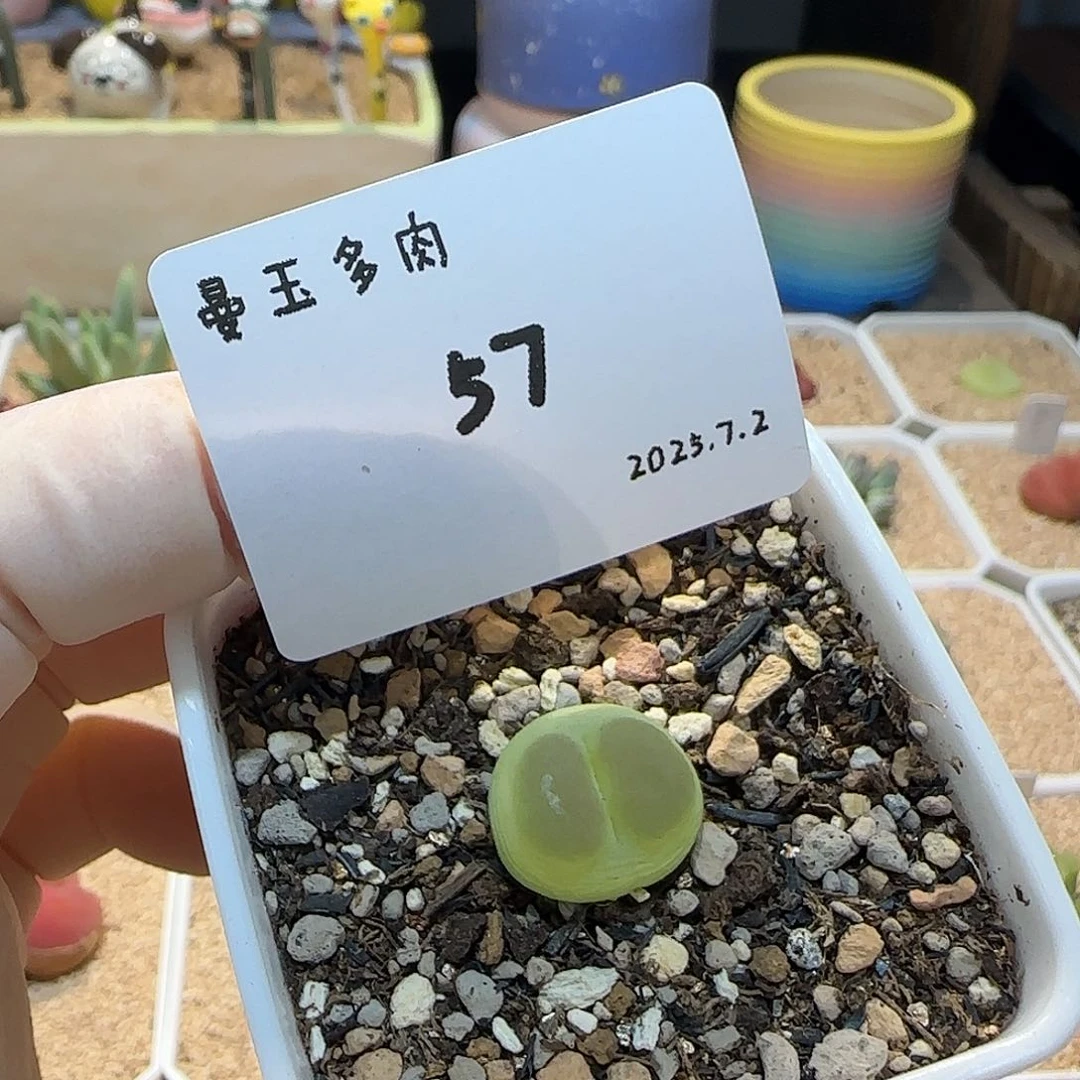 鹿***柒多肉多肉多肉7.2-057