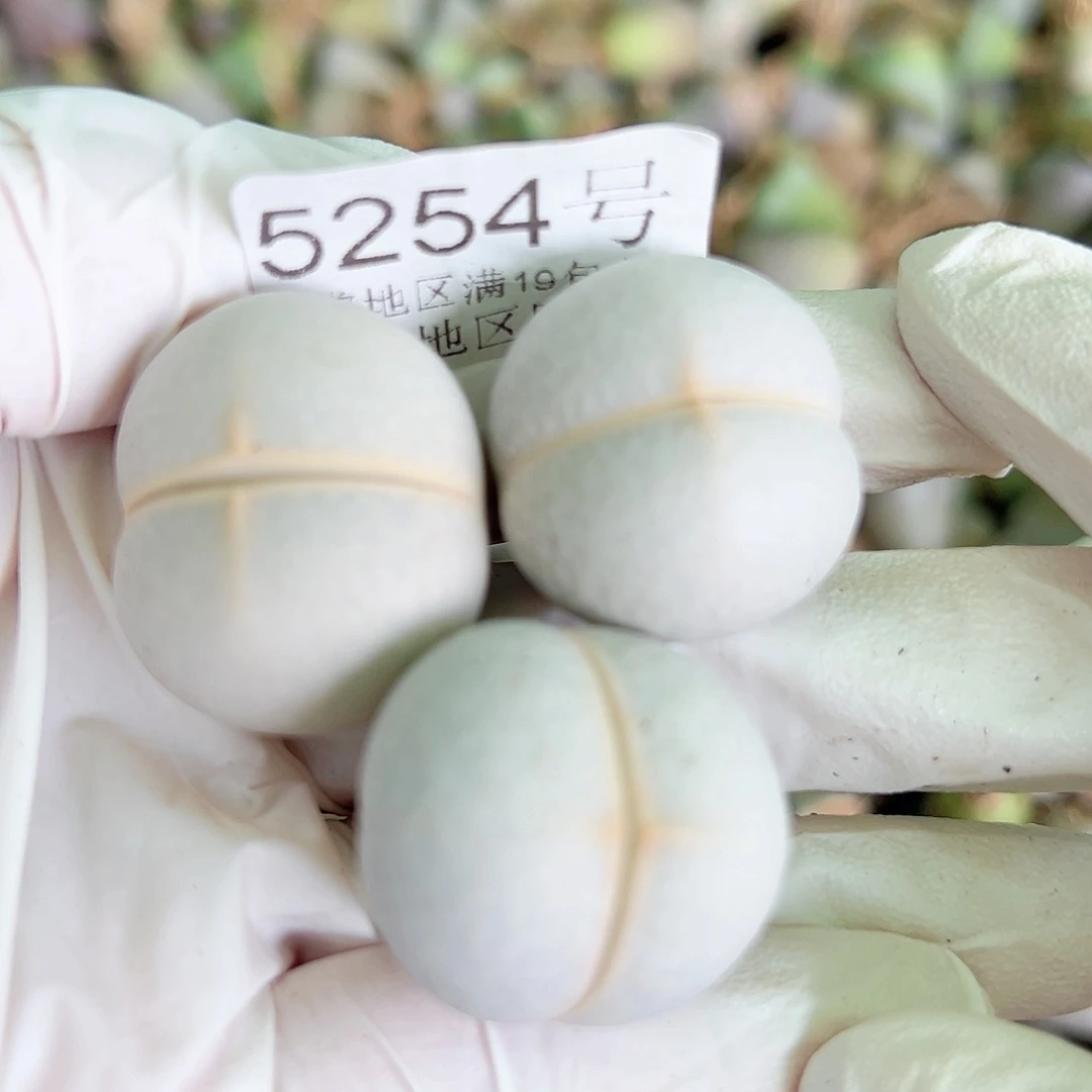 5254四年高尔夫3个2.5cm左右