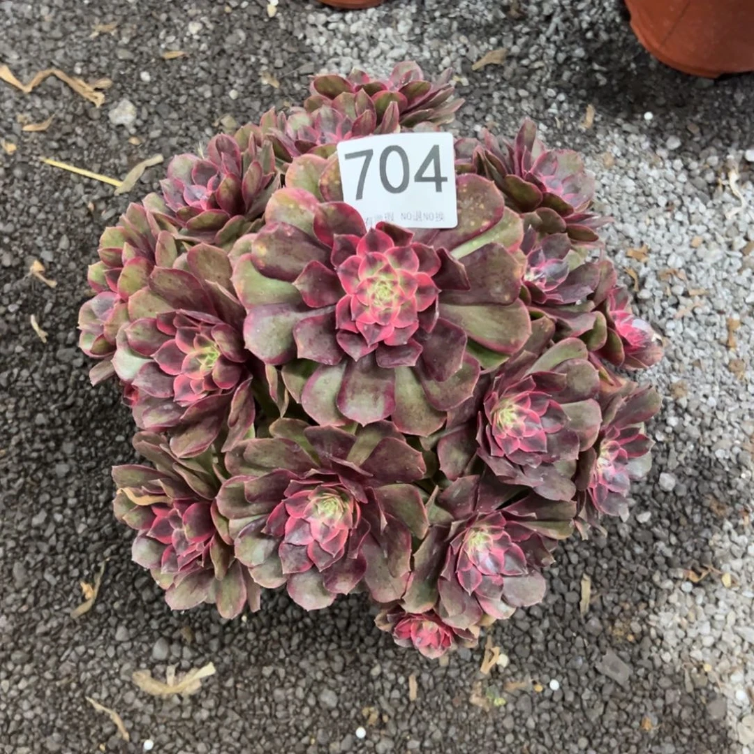 我是真的很喜欢这个