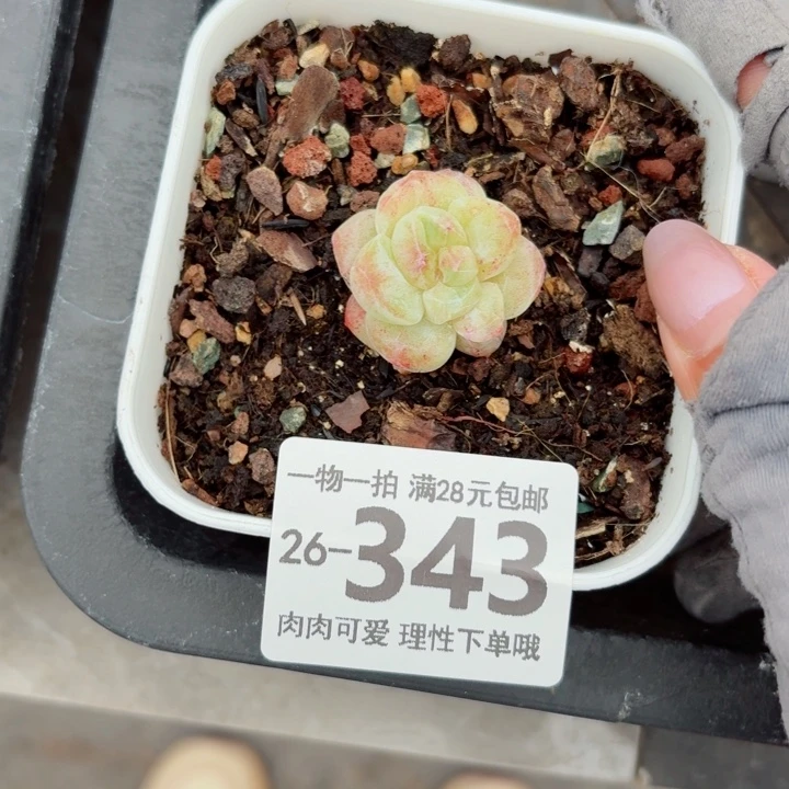 石化冰玉无盆土发货多肉多肉
