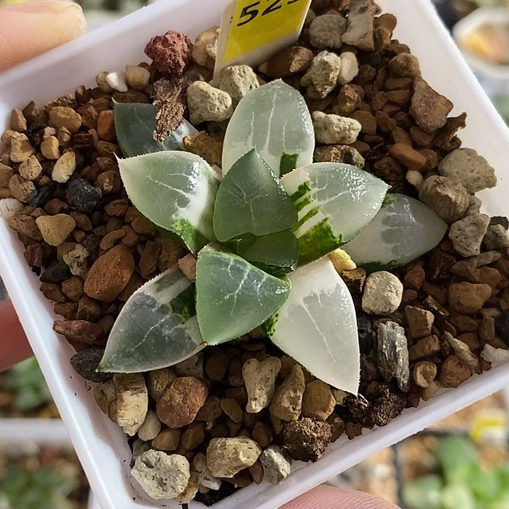 523木叶克锦一物一拍