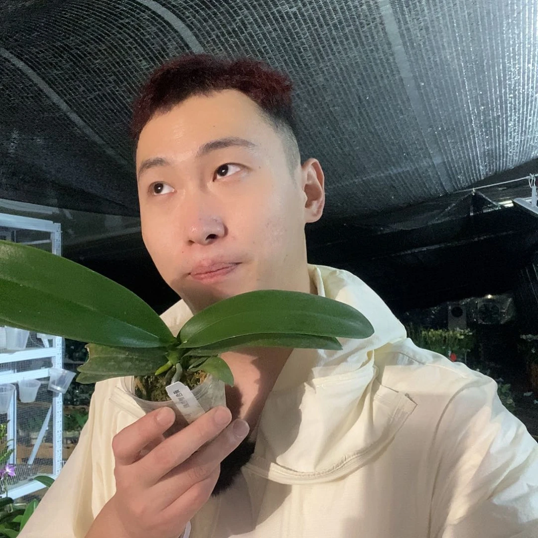 无花朵变色龙蝴蝶兰