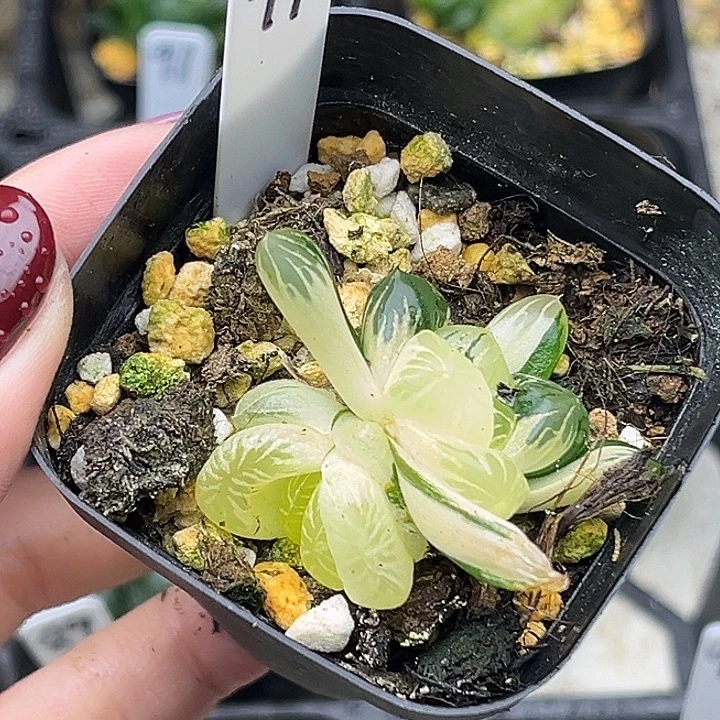 94残雪玉露锦头家多肉十二卷