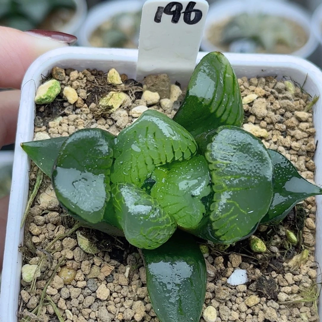 196裹克福利专场多肉