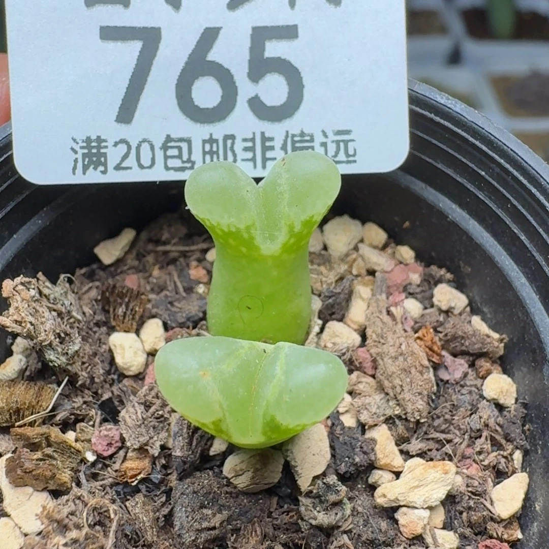 绿眼睛。