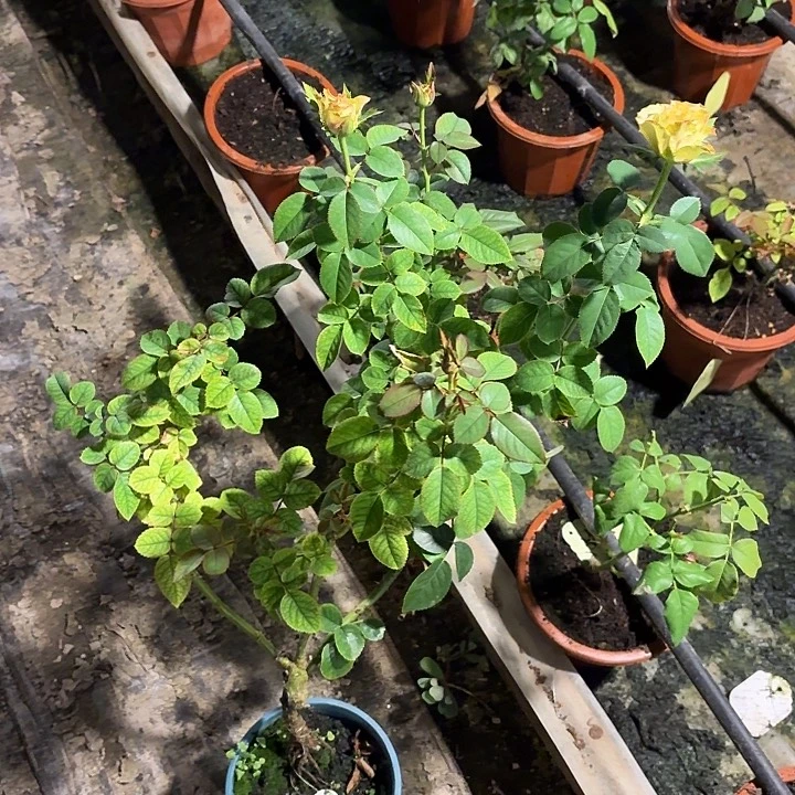 无花朵咖啡漩涡中苗