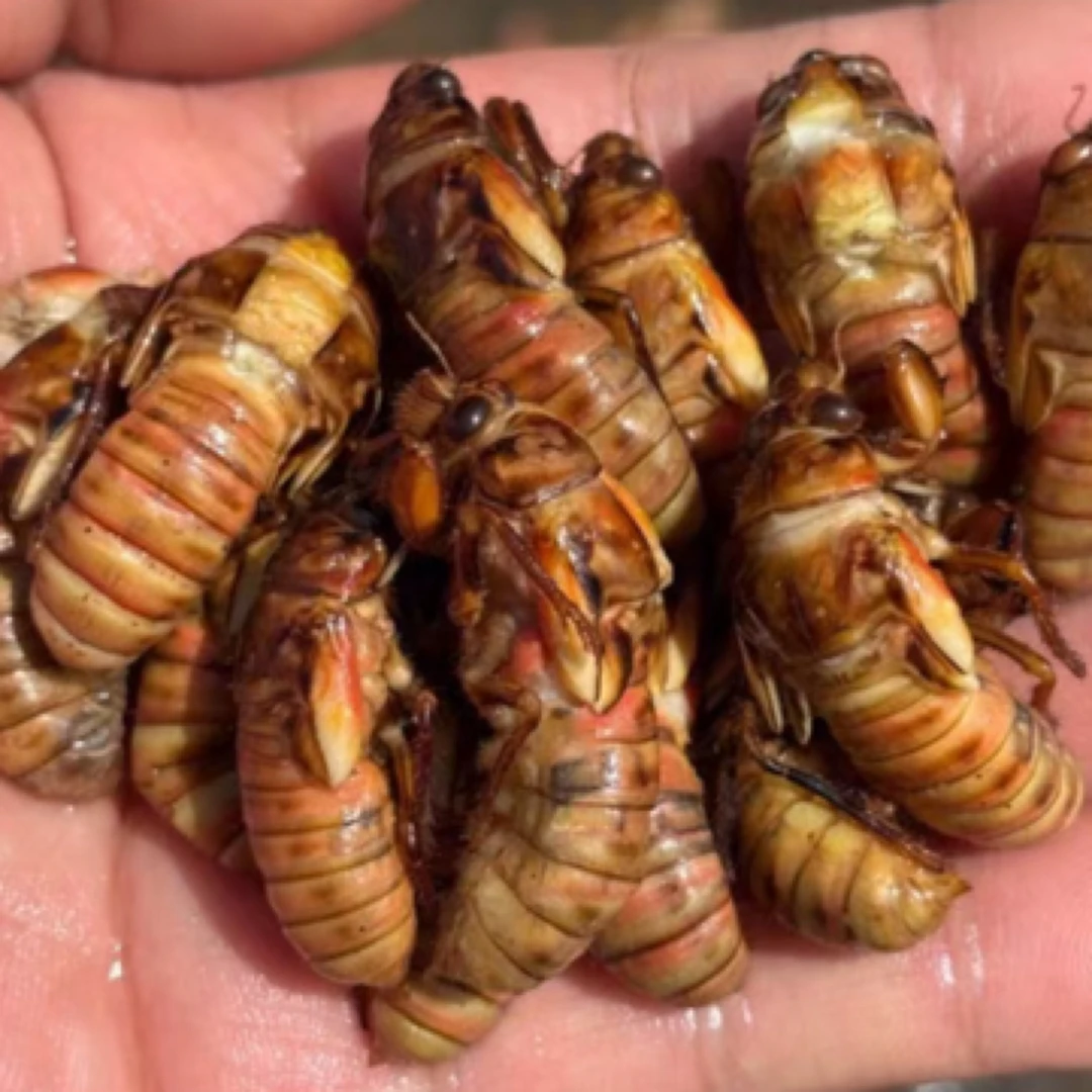 聚划算）2025新鲜野生早春金蝉 知了猴 蝉蛹2瓶100只顺丰包邮 油炸