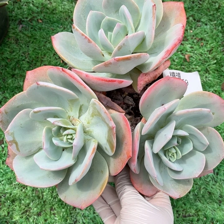 69凤群多肉植物一物一拍