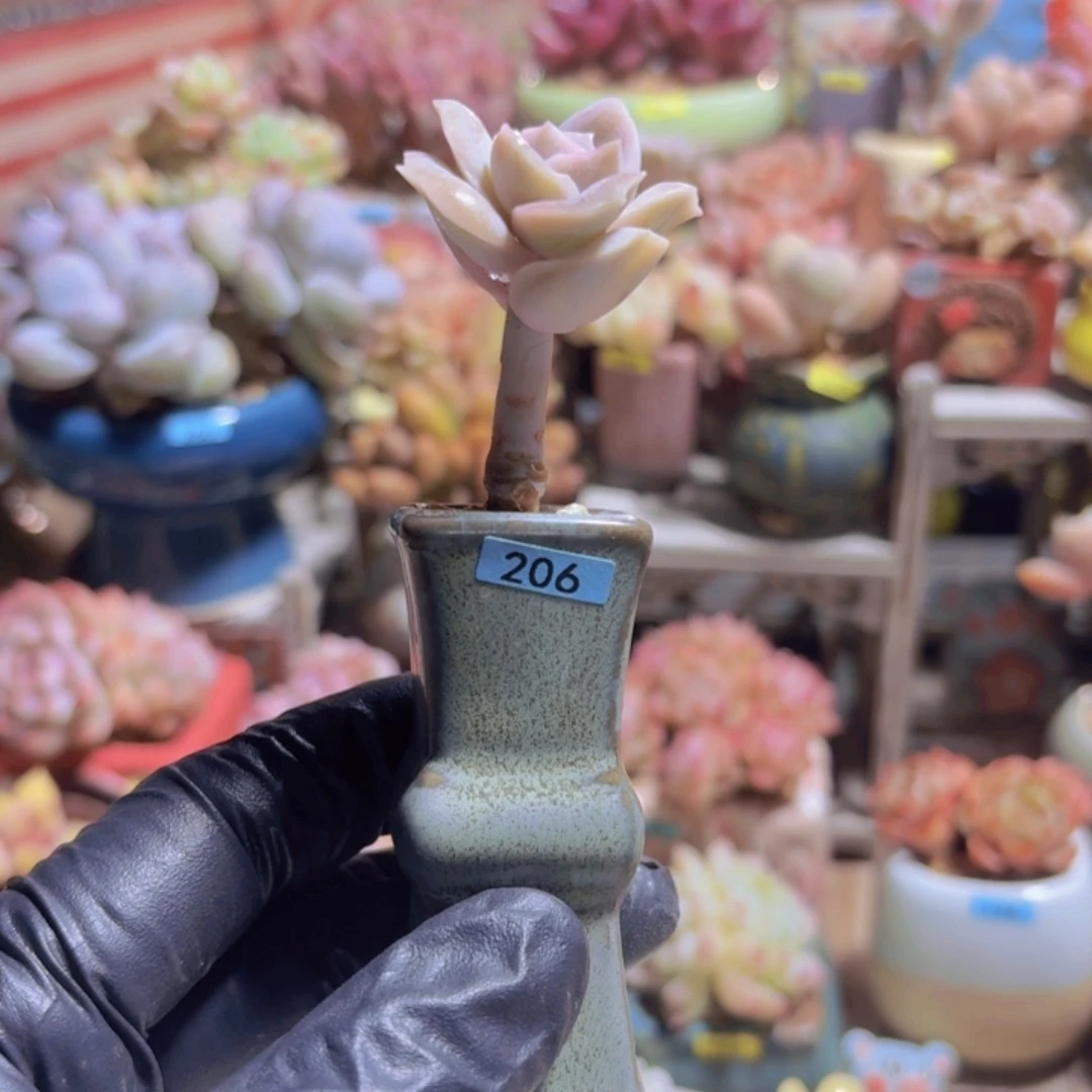 静***静一物一拍编号206