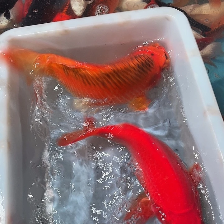 蝴蝶鲤鱼渔场直发22