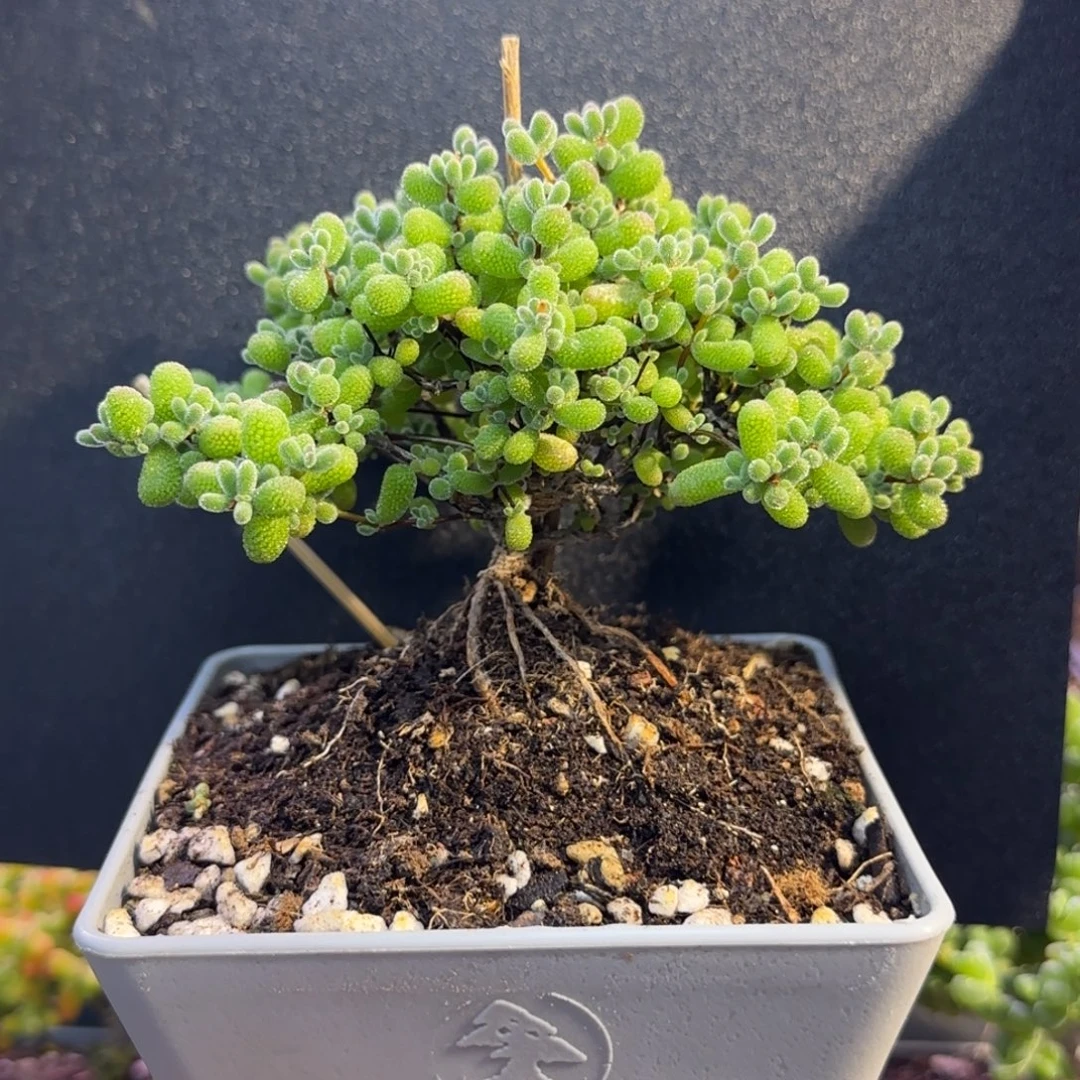 dy0924翡翠老桩造型斜飘迎客松