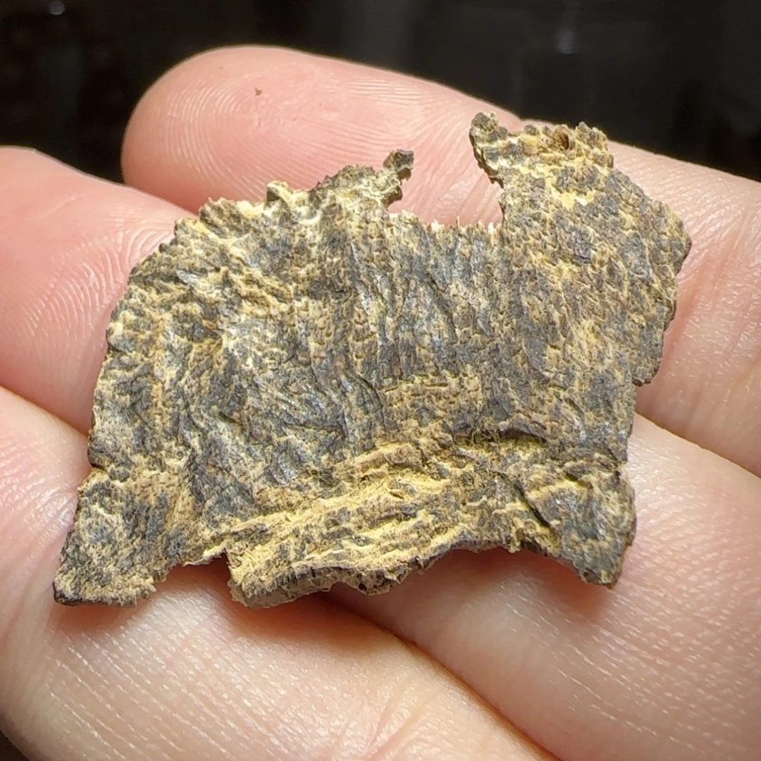 沉香沉香碎屑海南东线包头标本
