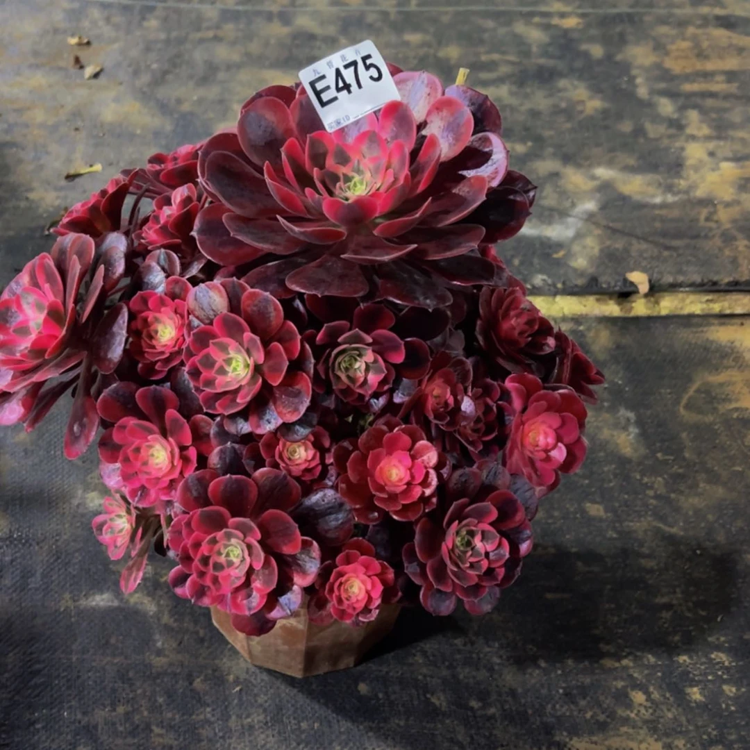 【闪购商品】47500