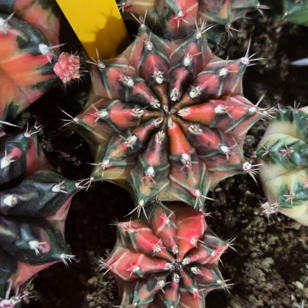 L628-1209泰国发货 danniao