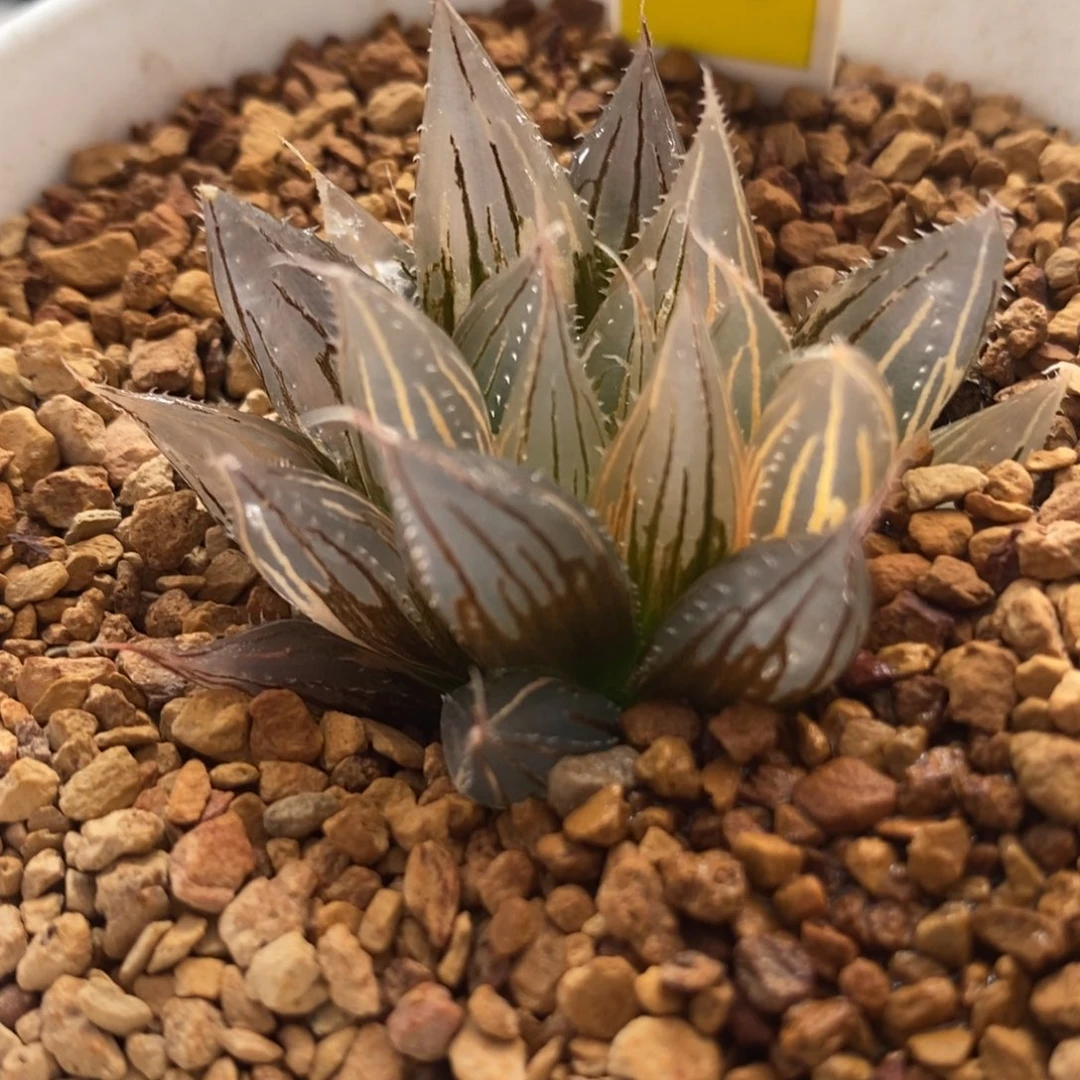 574大卫针管锦一物一拍