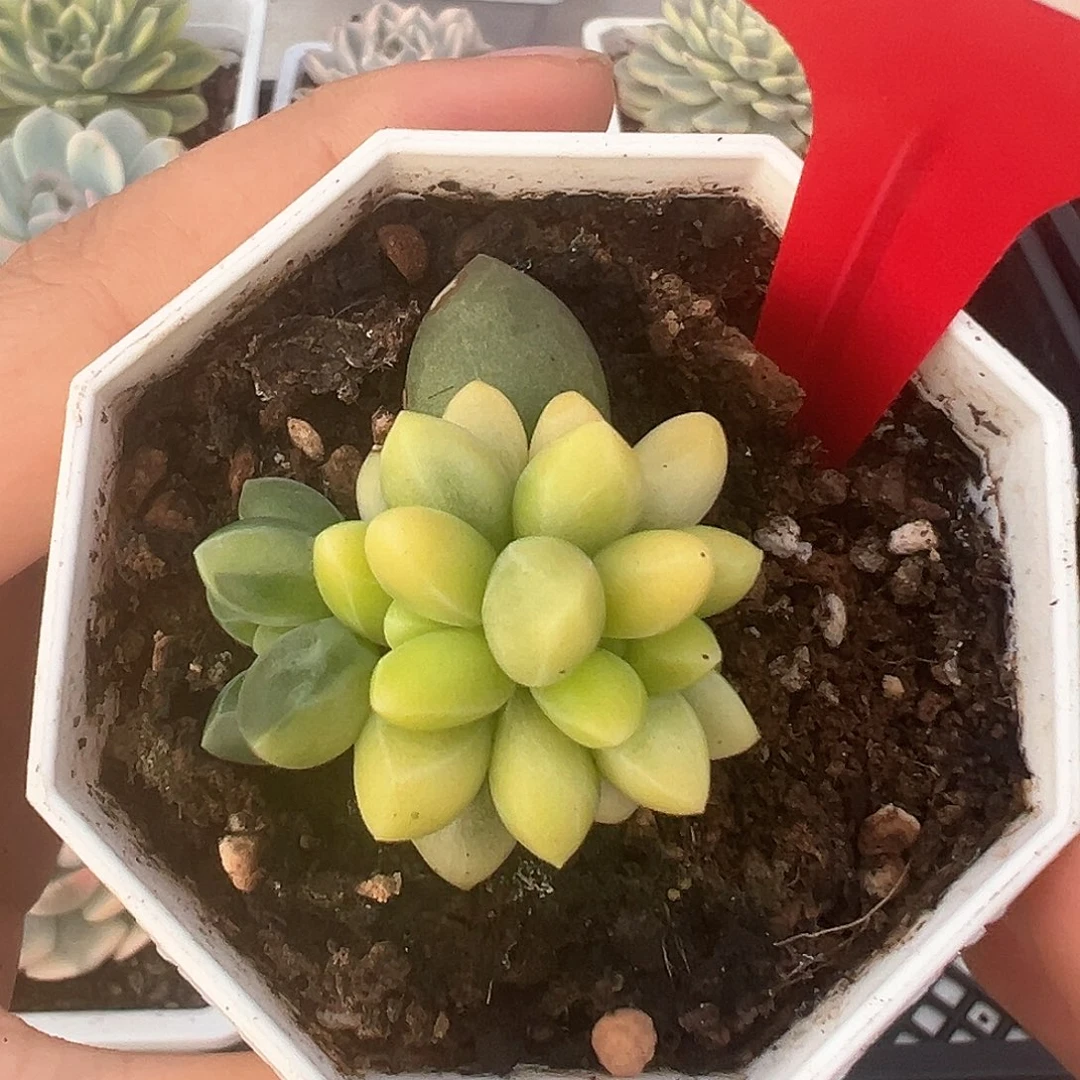 18号千代田锦多肉植物