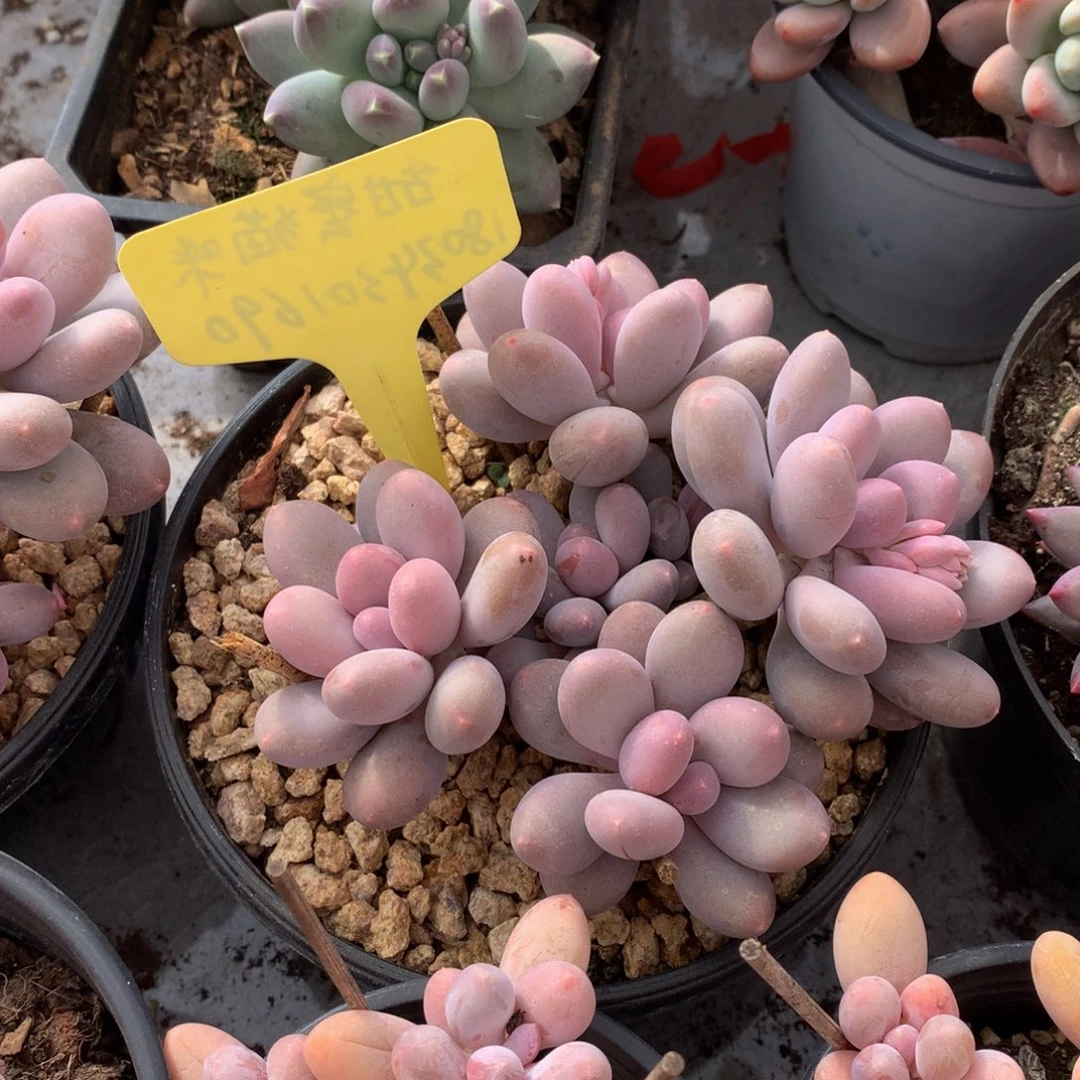 嗯***…七彩美人72727273727