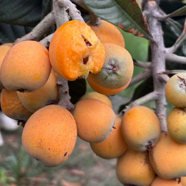 丑枇杷/甜好吃云南现摘新鲜