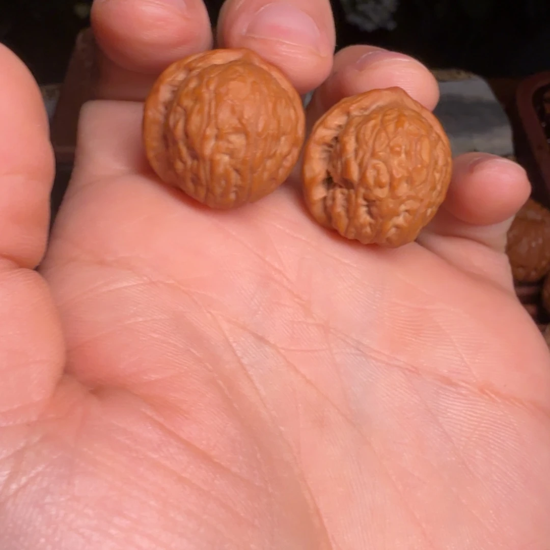 核桃小小小小核桃24全品