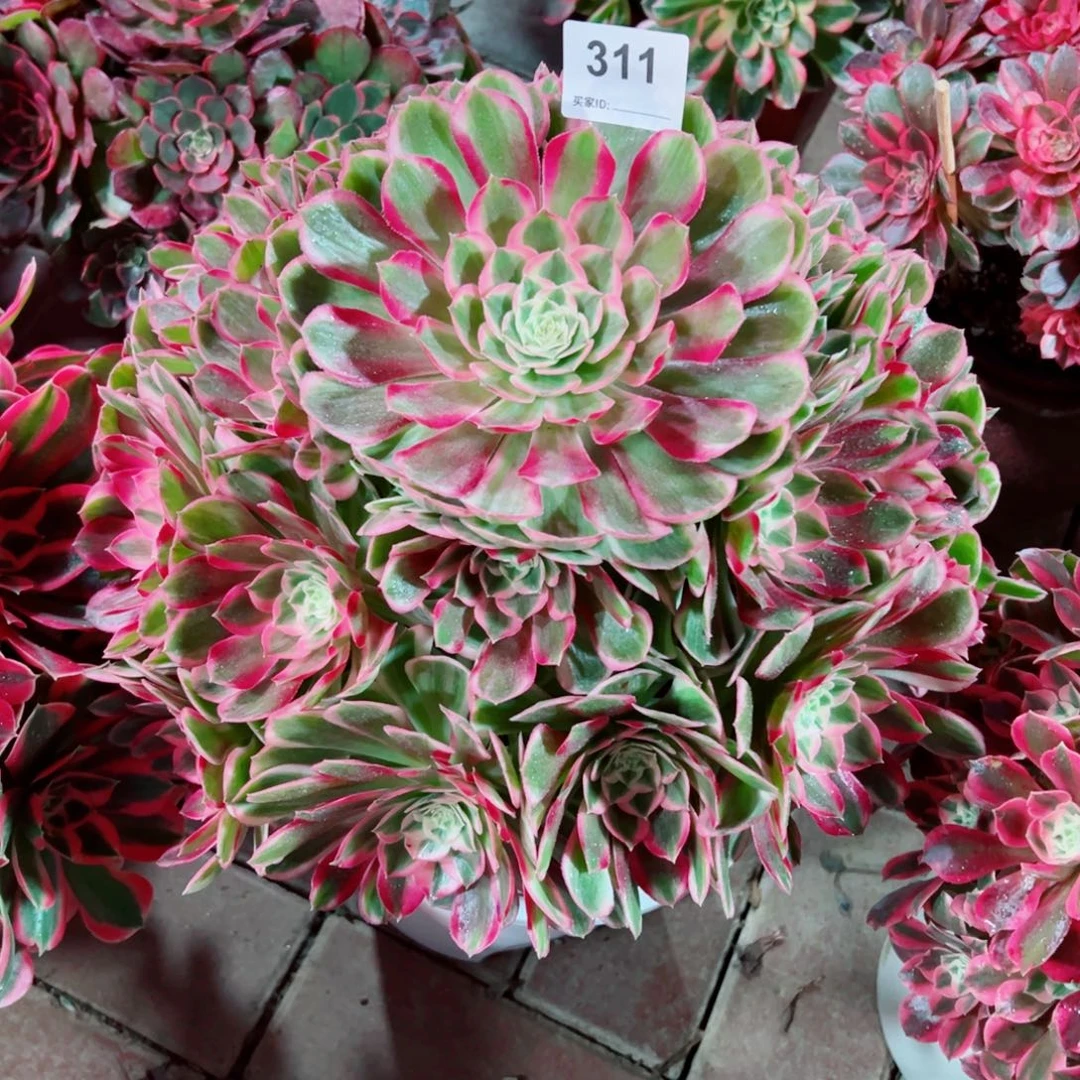 311孔雀翎法师多肉植物