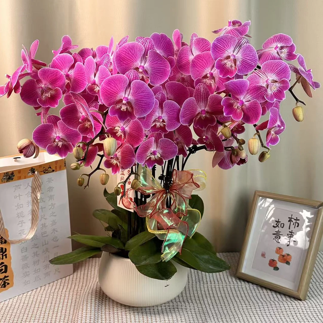 蝴蝶蘭【性感大舌头】经典粉色大花型花花 皮实好养 花期超长