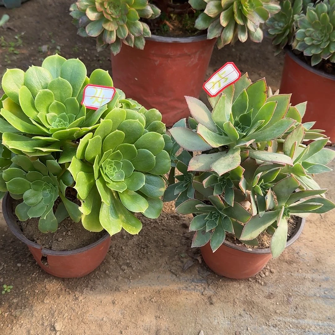 法师2个35号34号，，