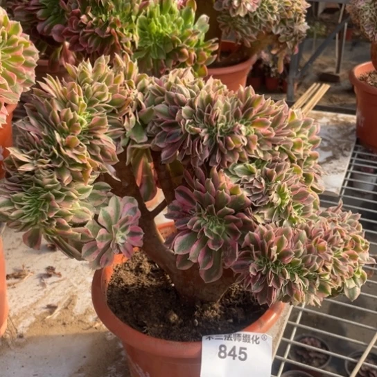 845，多肉法师粉女巫缀包邮