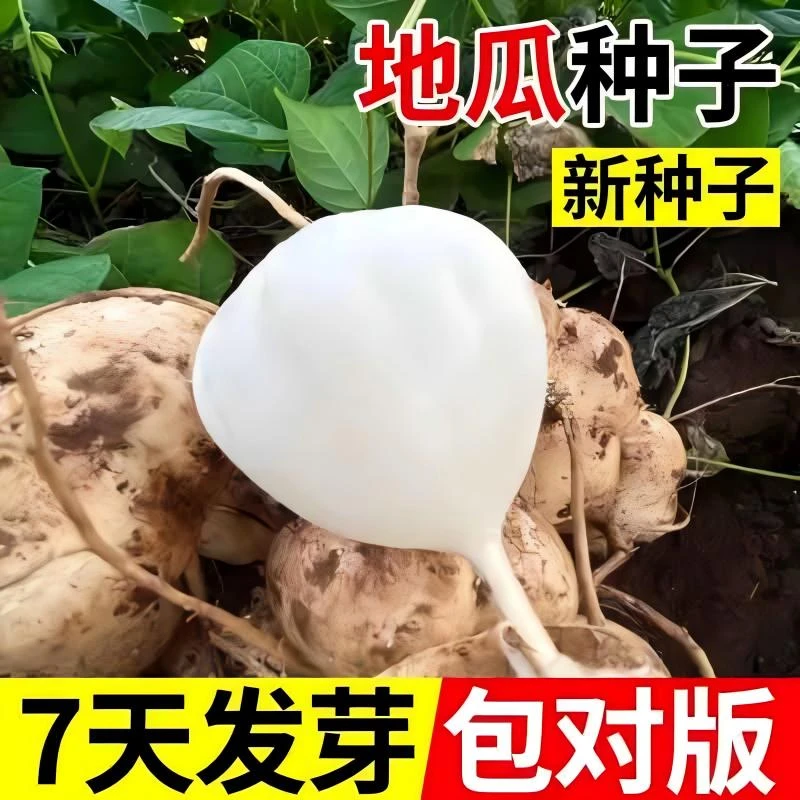 牧马山地瓜种子种籽孑水果地瓜特大白瓤香甜早熟种植