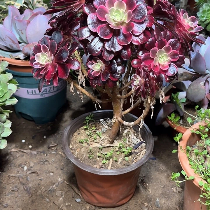 ＼****／多肉植物金丝雀57