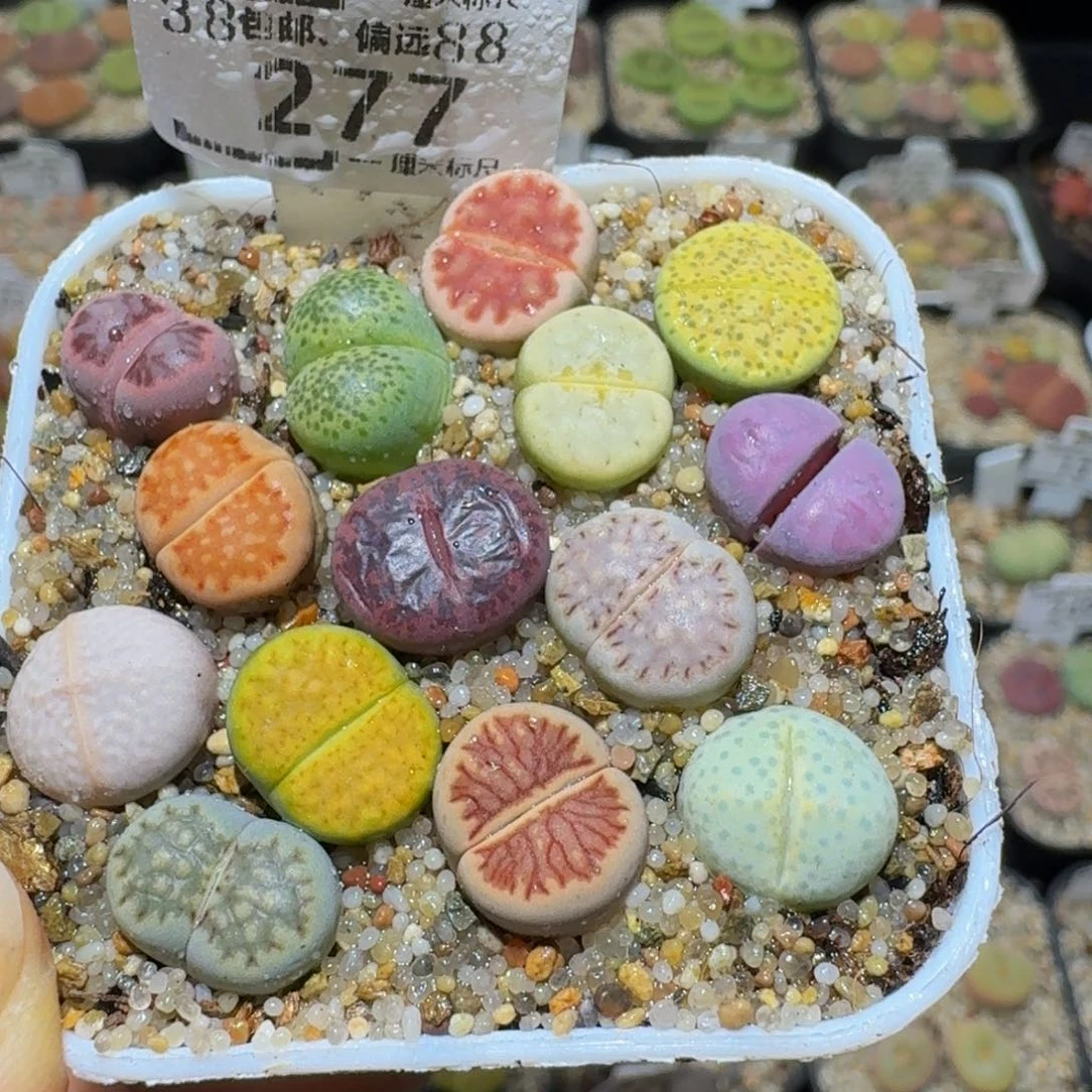 Ssss精品生石花277