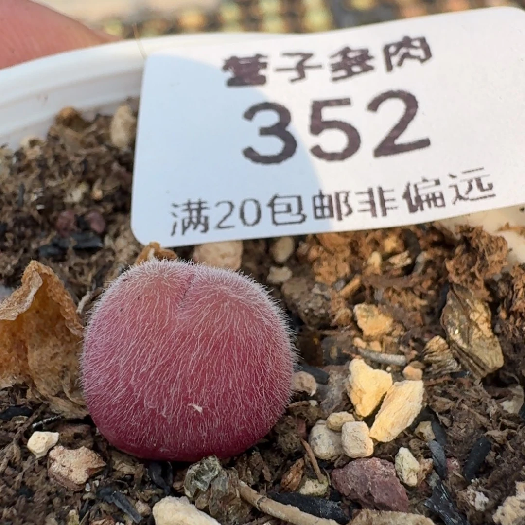 带盆土发货。